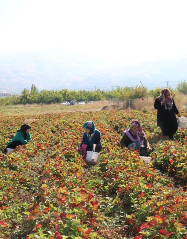 3K Kale Kadın Kooperatifi